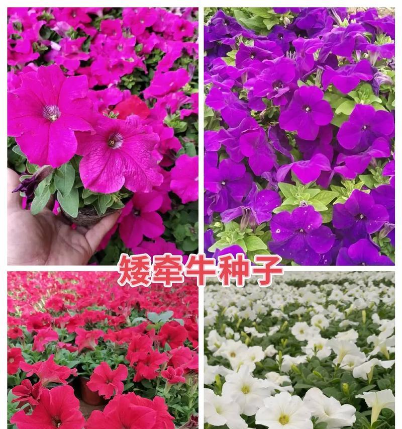 草花种子收集全攻略（从收集到保存）