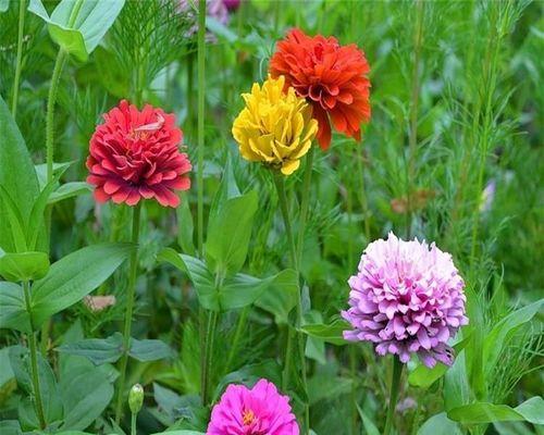 草花生长全攻略（从营养、光照、湿度到病虫害）