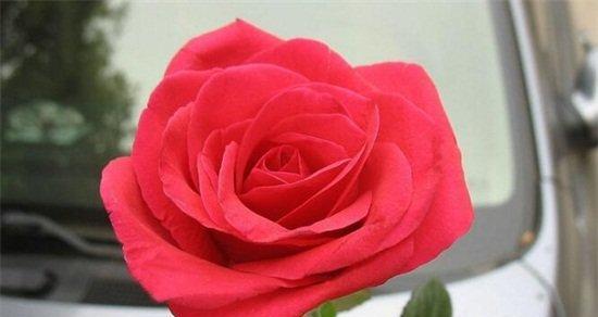 52朵玫瑰花代表的含义（玫瑰花的数量与爱情的象征）