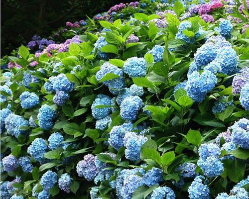 八仙花（解密八仙花的花语和神奇传说）