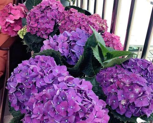 八仙花（解密八仙花的花语和神奇传说）