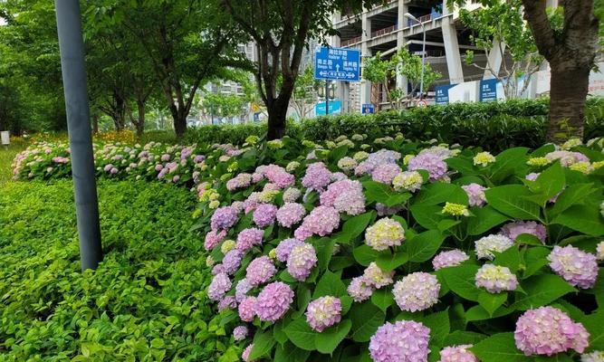 八仙花（祝福与美好的象征）