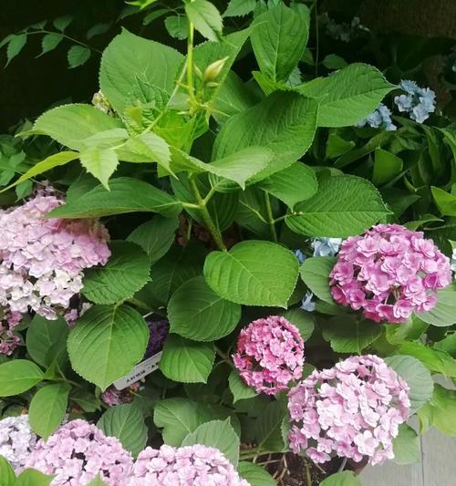 八仙花（祝福与美好的象征）