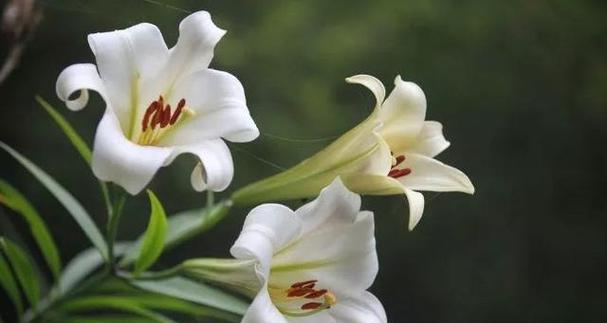 白百合花语与情感的绽放（用白百合传达爱与祝福）