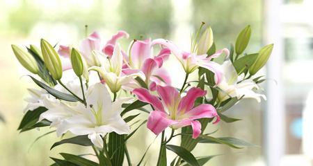 白百合花的象征意义及寓意（白百合花的美丽与纯洁）