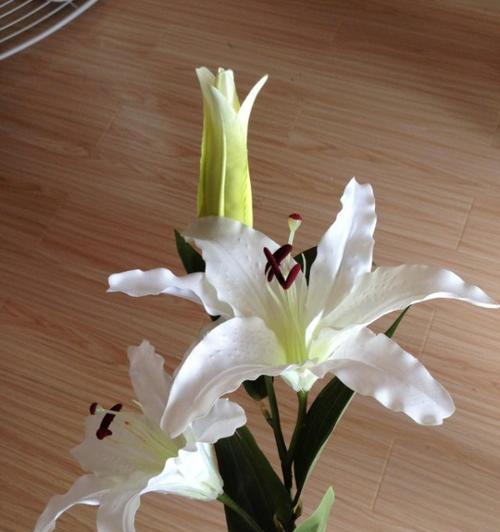 白百合花的寓意与象征意义（探寻白百合花的文化内涵与象征意义）