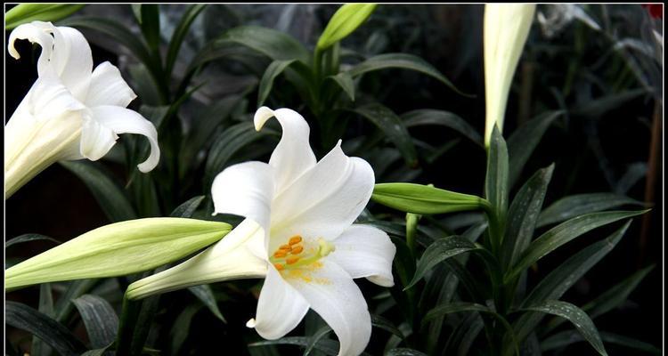 白百合花的寓意与象征意义（探寻白百合花的文化内涵与象征意义）