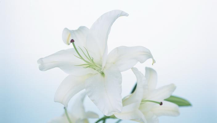白百合花的寓意与象征意义（探寻白百合花的文化内涵与象征意义）
