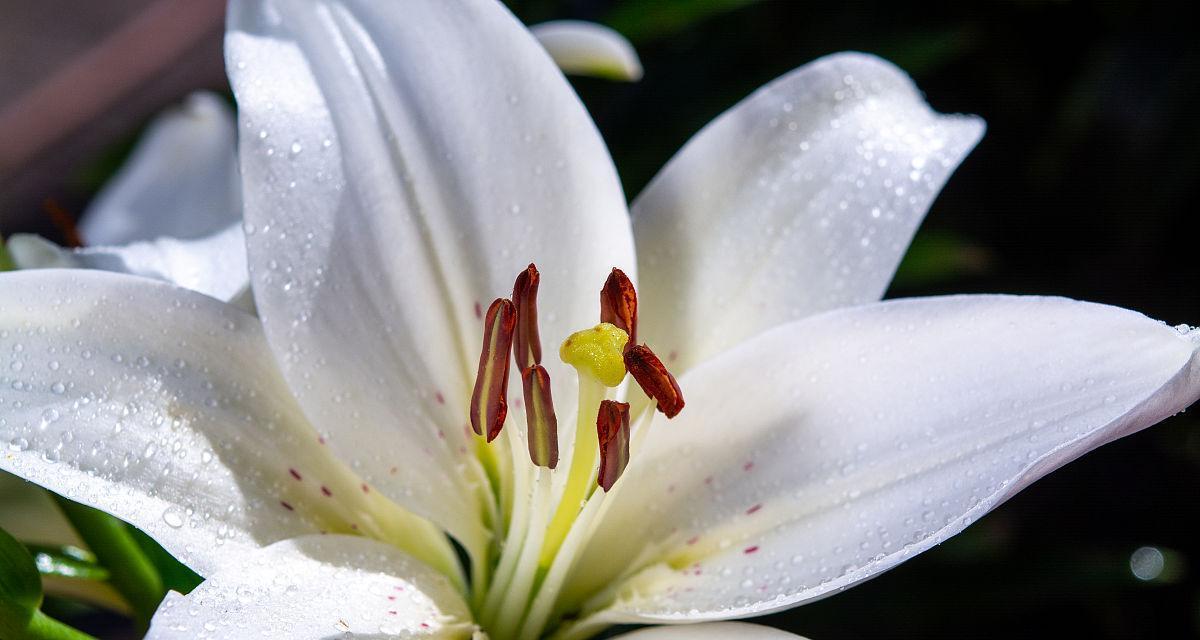 白百合花（用白百合花传递的深刻寓意）