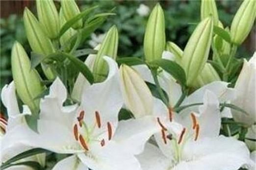 白百合花（用白百合花传递的深刻寓意）