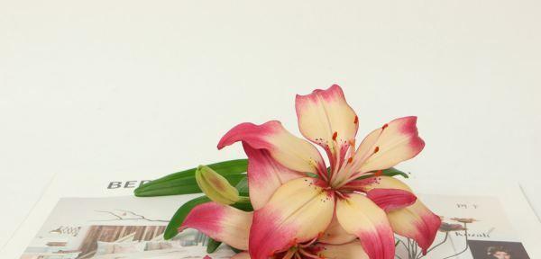 白百合花语的意义及象征（探寻白百合花的神秘之美）