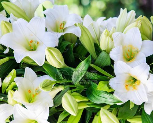 白百合花的寓意与象征（探秘白百合花的文化内涵与美学价值）