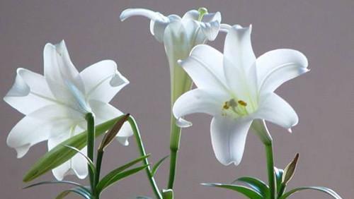 白百合花的寓意与象征（探秘白百合花的文化内涵与美学价值）