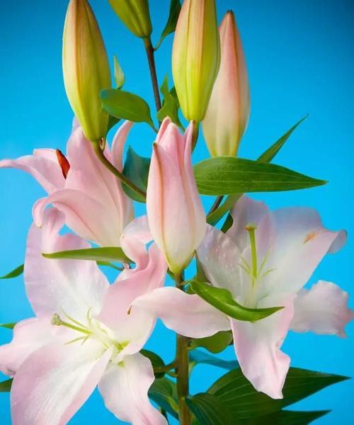 白百合花的花语之美（探秘白百合花的神秘语言）