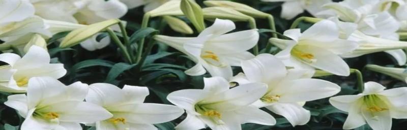 白百合花语与其代表意思（纯洁）