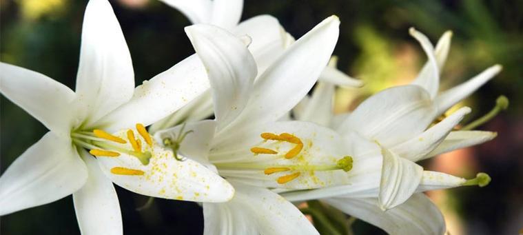 白百合花语与其代表意思（纯洁）