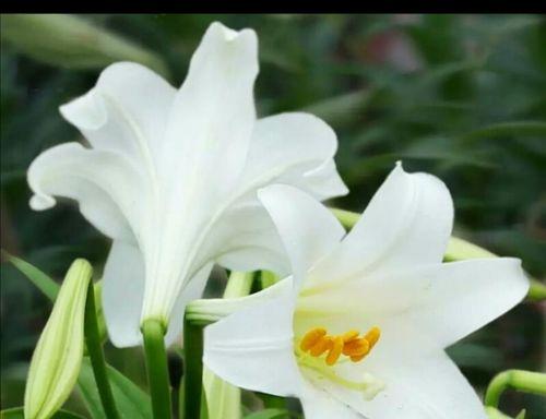 白百合花（探寻白百合花的深层意义与文化传承）