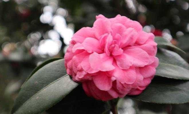 白茶花之花语-自由、纯洁与宁静（传递心灵的秘密）