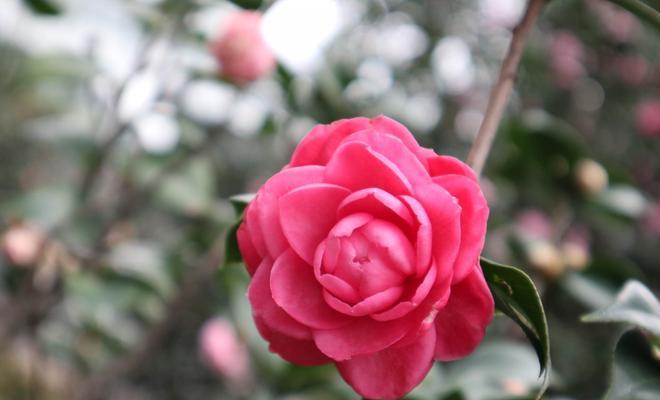 白茶花之花语-自由、纯洁与宁静（传递心灵的秘密）