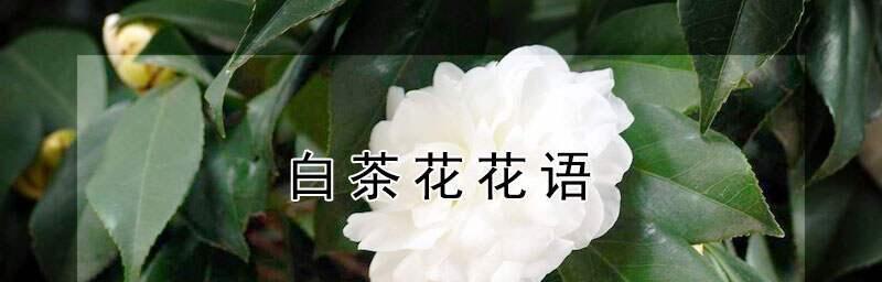 白茶花的花语与魅力（探寻白茶花的秘密）