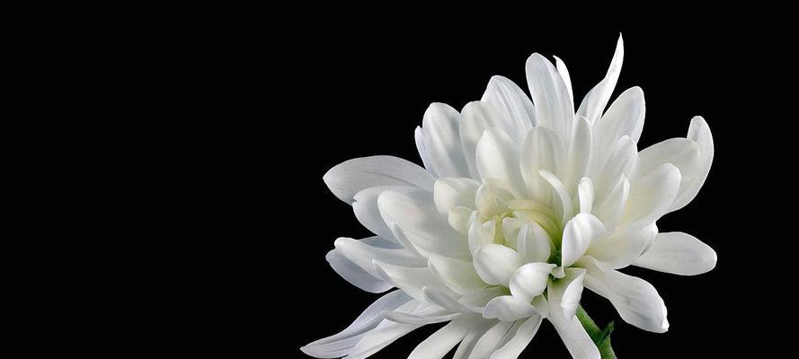 白菊花的象征意义（探索白菊花的文化内涵与象征意义）