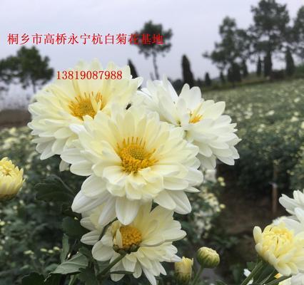 白菊花的象征意义（探索白菊花的文化内涵与象征意义）