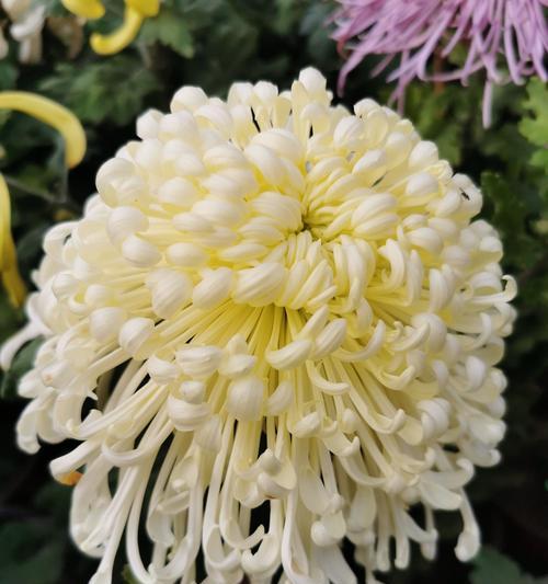 白菊花的象征意义（探索白菊花的文化内涵与象征意义）