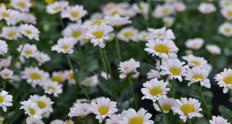 白菊花的花语与意义（白菊花的背后故事）