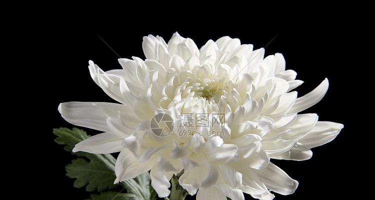 白菊花的象征意义与寓意（揭示白菊花的情感表达和文化内涵）