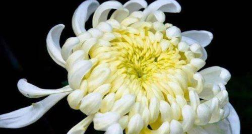 白菊花的寓意与花语（探索白菊花的深层含义）