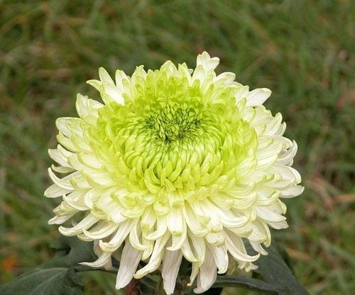 白菊花的寓意与花语（探索白菊花的深层含义）