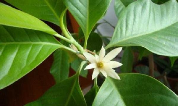 白兰花（探索白兰花的象征意义及文化内涵）