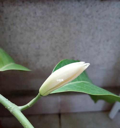 白兰花的深刻寓意（清新高雅）