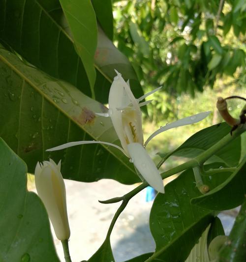 白兰花的深刻寓意（清新高雅）
