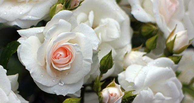 白玫瑰花的神秘象征与美丽传说（白玫瑰花的意义及与其他颜色玫瑰花的区别）