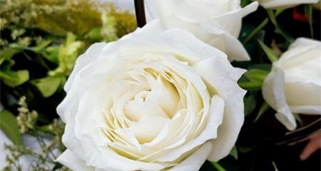 白玫瑰花语的美丽寓意（传递爱与纯洁的代表——白玫瑰花）
