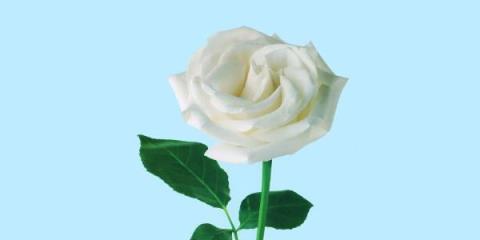 白玫瑰花的寓意与象征（纯洁无暇的美丽之花）