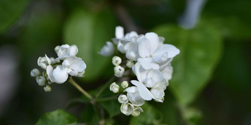 白琼花（以白琼花花语探索纯洁与美丽的内涵）