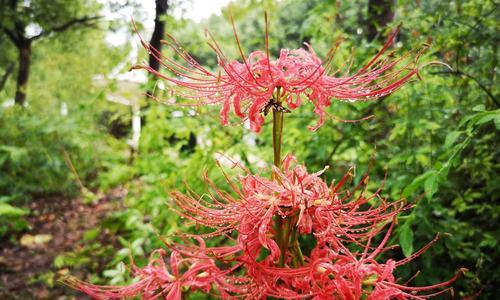 探寻白色彼岸花花语的奥秘（花开花落）
