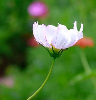 白色波斯菊花语（探索白色波斯菊花语的含义与象征）
