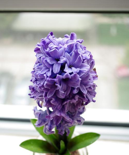 白色风信子的花语（探寻白色风信子的花语）