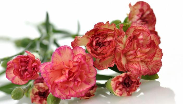 白色康乃馨的花语（康乃馨花语的传递之美）