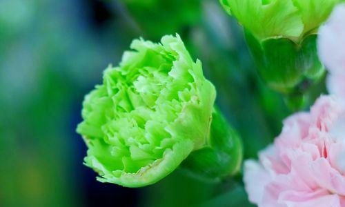 白色康乃馨的花语（康乃馨花语的传递之美）
