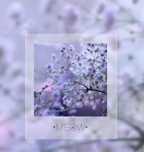 白色满天星的花语（探寻白色满天星的花语之美）