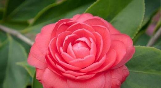 白色山茶花的花语（白色山茶花的寓意与传承）