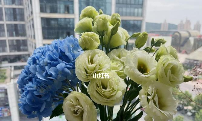 洋桔梗花语之白色的含义（洋桔梗花语的深层寓意与象征）