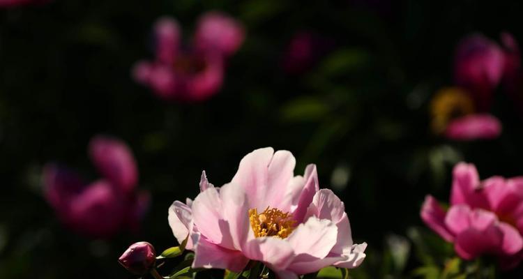 白芍药花语与爱情的美丽纠缠（探寻白芍药花语的含义与传说）