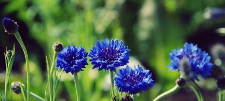 白羊座的守护花——矢车菊花语（勇往直前的勇者之花）