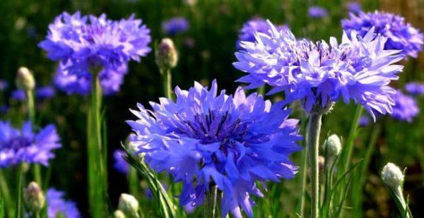 白羊座的守护花——矢车菊花语（勇往直前的勇者之花）