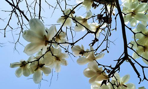 白玉兰（以花语为线索）